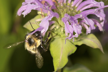 Bumblebee burying its head inside a bergamot flower.