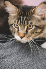 curious cat on the shoulder of the mistress