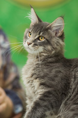 the cat looks at the hosts with curiosity