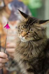 the cat does not want to play with the hostess