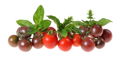 . Multicolored cherry tomatoes , basil,picked from organic garden on an isolated white background