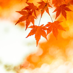 autumnal background, slightly defocused red maple leaves