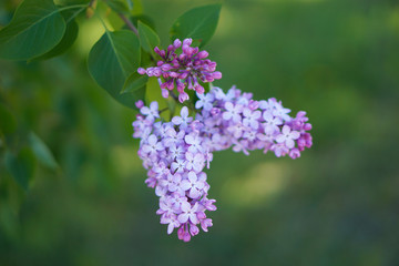 Blooming lilac tree in the garden