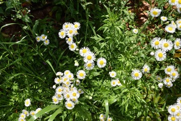 力強く生きる花