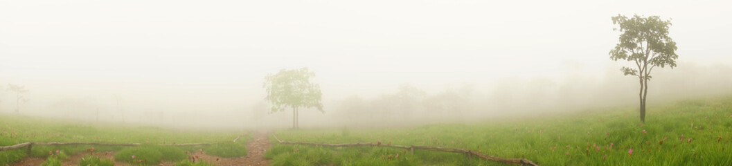 Obraz premium Krachai flower field with fog in the morning,panorama