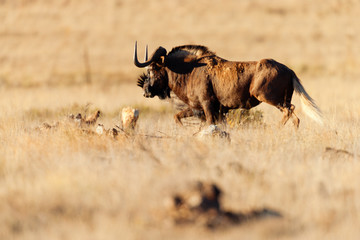 Black wildebeest
