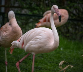 flock of beautiful pink flamingos in love near the river.