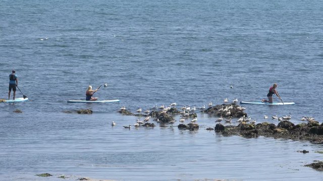 Three People Paddleboarding at Sea Past Seaguls