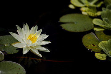 Obraz na płótnie Canvas Water Lily