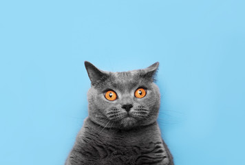 Fototapeta premium breed of a British cat on a blue background