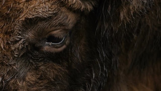 Close-up of aurochs eye