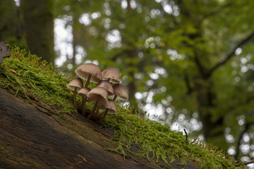 Helmlinge auf einem abgestorbenen Baum