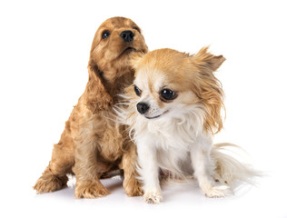 puppy cocker spaniel and chihuahua