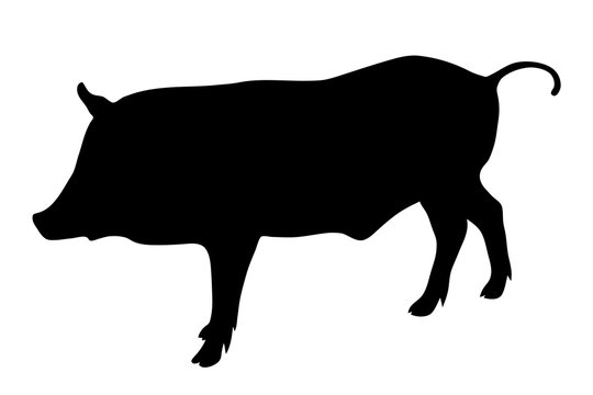 wild boar black silhouette on white background of vector illustration