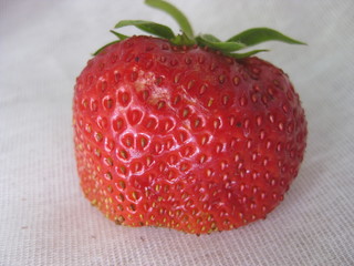Ripe, red strawberry close-up. The seeds of the berry and the leaves of the peduncle are clearly visible.  Large strawberries lying on a white canvas.