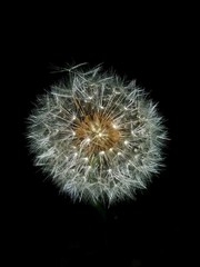 Dandelion at Night