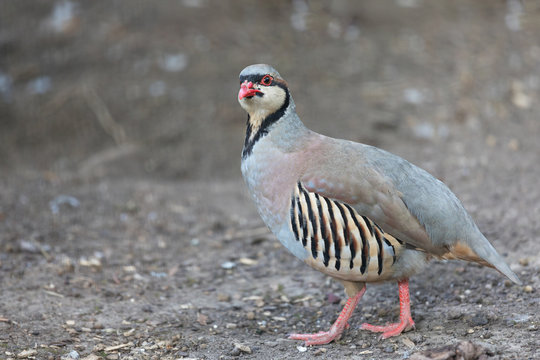 Chukar partridge (Alectoris graeca) searching for food. Alectoris chukar is very similar to European rock partridge.