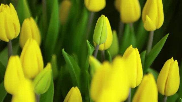 Close up with rack focus of buds of yellow tulips growing in flower bed