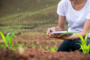 Beautiful woman plant researchers are checking and taking notes in corn seedlings fields.