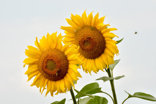 Two sunflowers on a field.