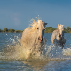 White horses and foals running in the water, evening light 
