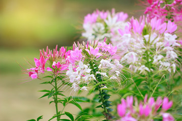 Beautiful Cleome spinosa or Spider flower in the garden