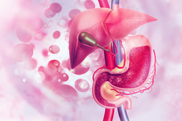 Human digestive system