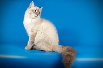 neva masquerade cat