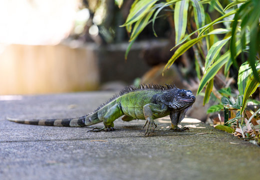 Green iguana, large herbivorous lizard