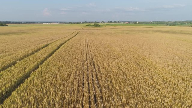 Aerial view Field with yellow wheat, barley, rye on summer day Spikelets of ripening yellow wheat on farm land.