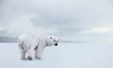 Foto auf Alu-Dibond Eisbär auf einem Spaziergang © PRUSSIA ART