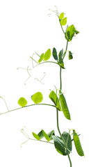 Green Pea pods and leaf with tendril isolated on white background.