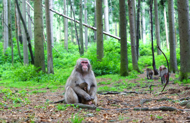 Japanese Macaque