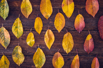 Autumn composition with colorful leaves