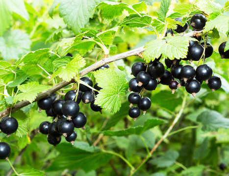 Currant plant. Black currants on a branch in the garden.
