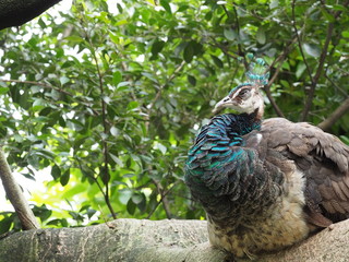 Indian Blue Peafowl