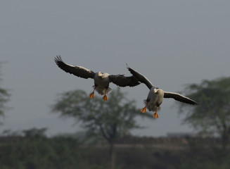 Bar headed goose