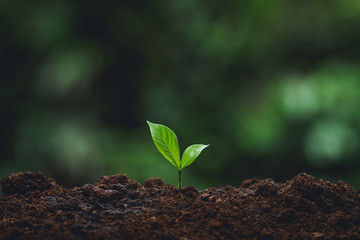 Plant tree in neutral background Close-Up Of Fresh Green Plant,Young hand Tree in hand