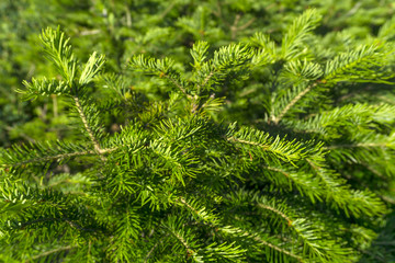 background - natural green fir branches closeup on a sunny day..