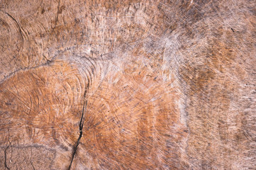 Cross section of tree trunk showing growth rings on white background. wood texture