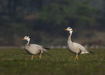 Bar headed goose