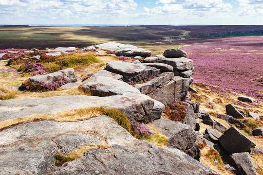Peak District National Park, Derbyshire, England. Rocks and heather fields in Stanage edge, selective focus
