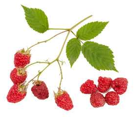 A branch of a raspberry isolated on white