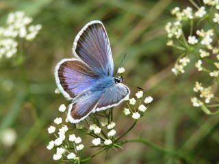 Common Blue (Polyommatus icarus) butterfly on a flowers close-up. Summer meadow, beauty of nature