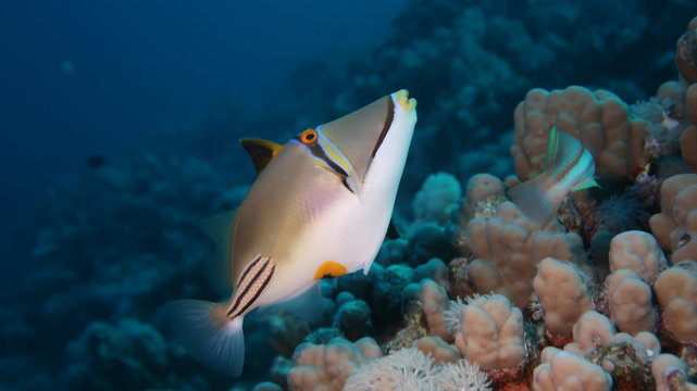 Arabian trigger fish swimming on his reef in the Red Sea, Egypt