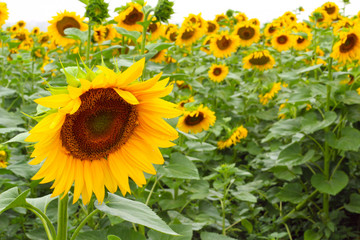 Yellow sunflowers background