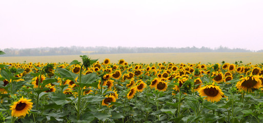 Obraz premium Field of sunflowers
