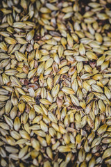 Malted Barley Beer Grain Texture in Studio.