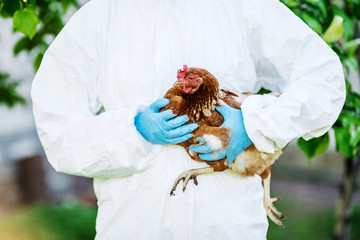 doctor examining chicken.  Vet concept