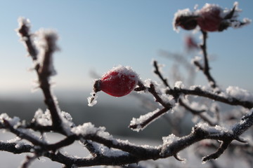 Hagebutte im ersten Schnee